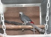 WANTED AFRICAN GREY ADULT FEMALE AS COMPANY FOR MY MALE NOT TAME.