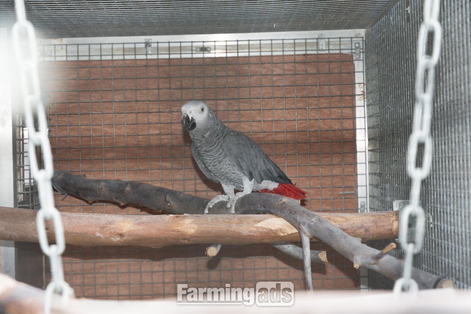WANTED AFRICAN GREY ADULT FEMALE AS COMPANY FOR MY MALE NOT TAME.