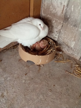 Pure white pigeons' Nice clean healthy birds' wormed regularly,