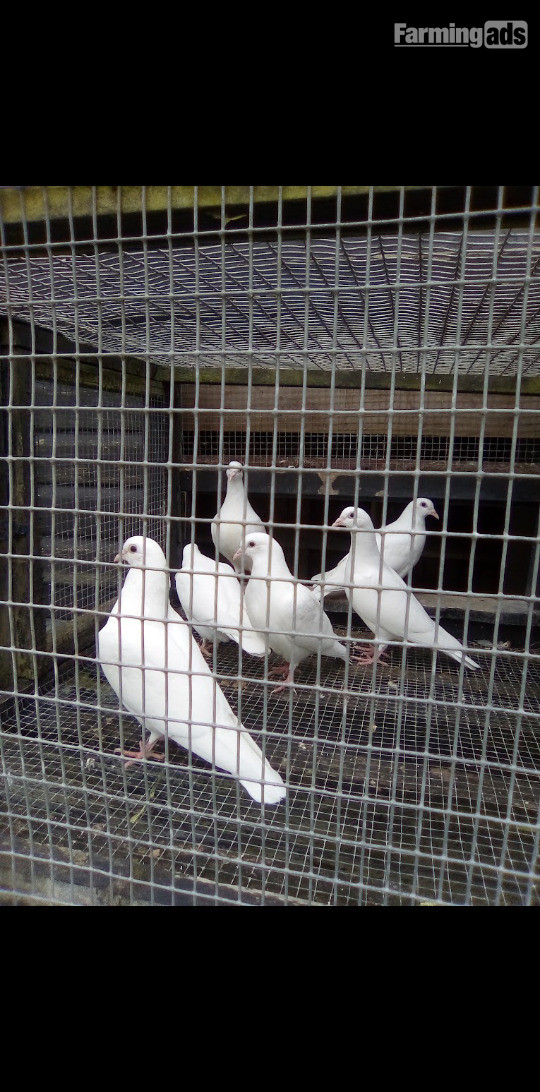 Pure white pigeons' Nice clean healthy birds' wormed regularly,