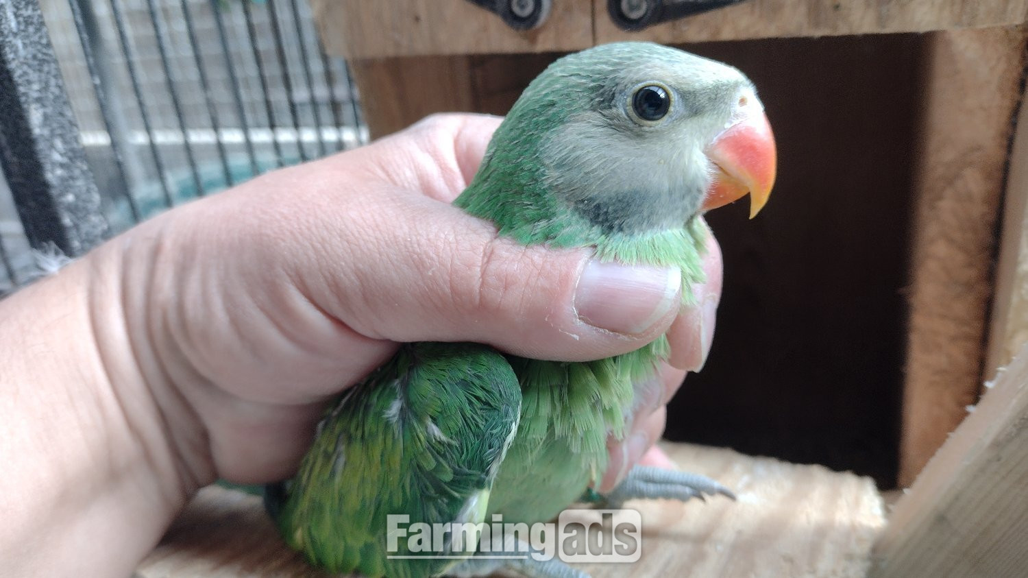 Reduced price Baby ringneck and moustache for sale