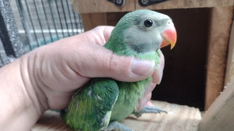 Baby ringneck and moustache for sale