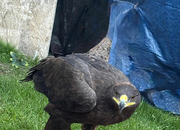 Female steppe eagle