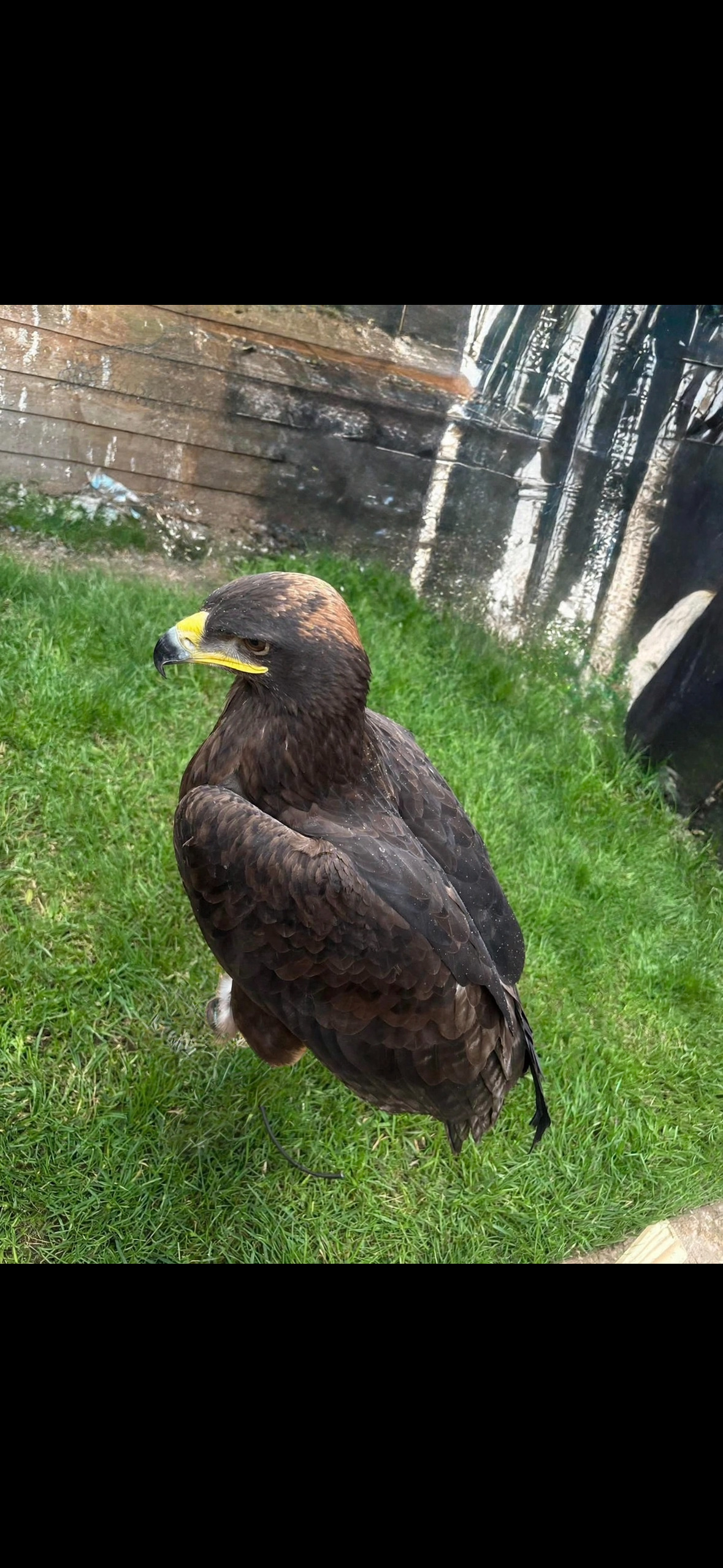 Female steppe eagle