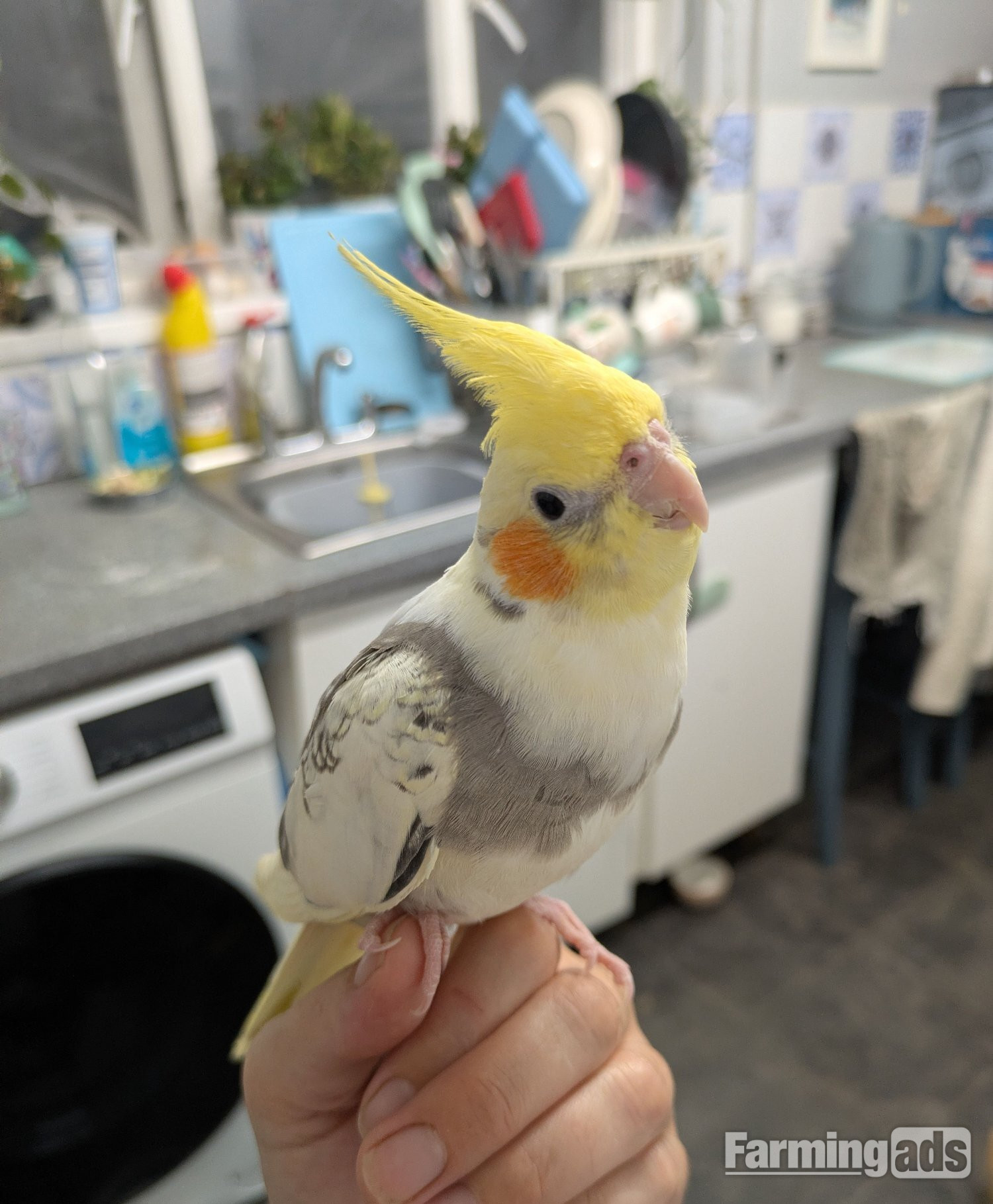 Hand reared friendly cockatiels 4 months old