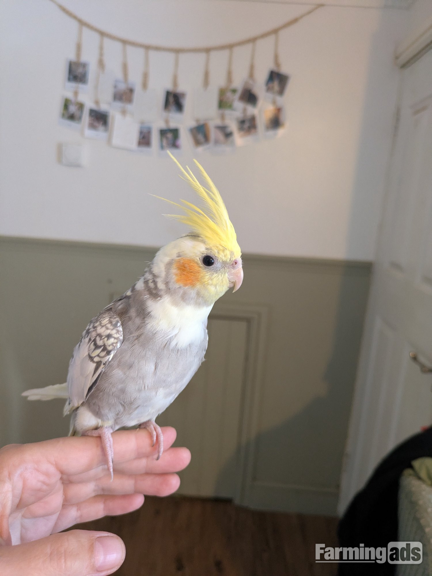 Hand reared friendly cockatiels 4 months old