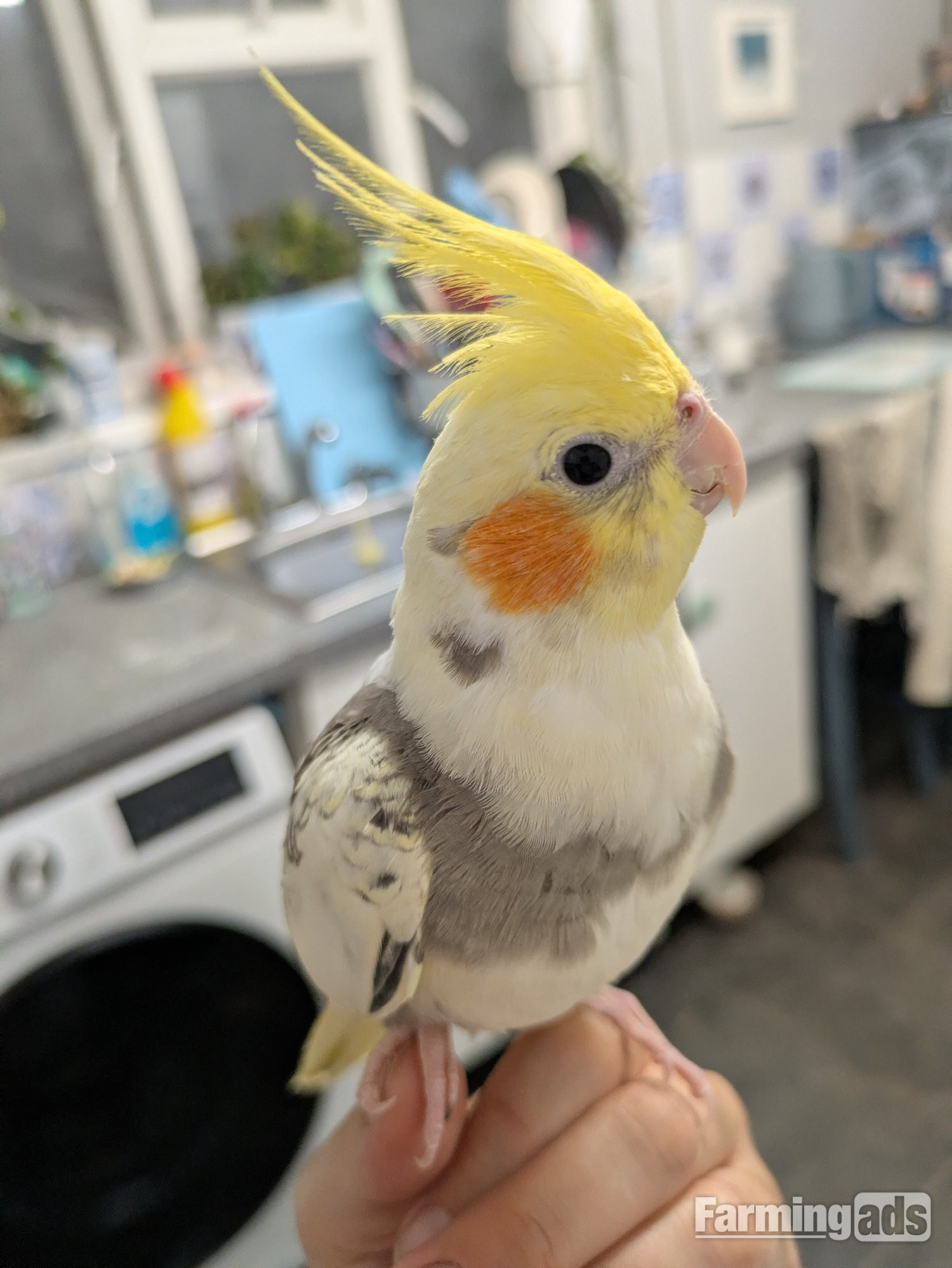  Hand reared friendly cockatiels 4 months old