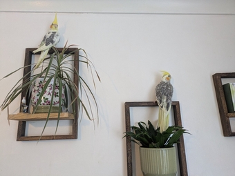 Hand reared friendly cockatiels 4 months old