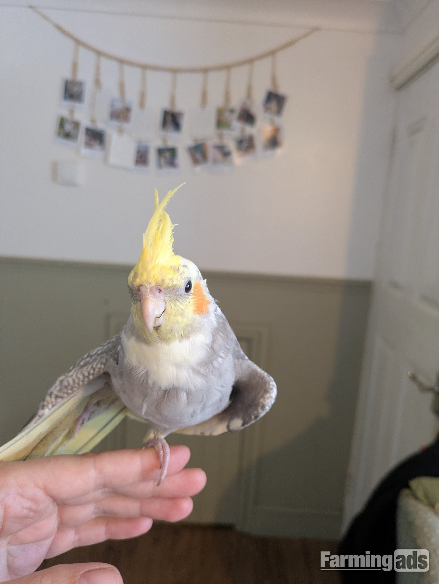 Hand reared friendly cockatiels 4 months old - {CATEGORY}