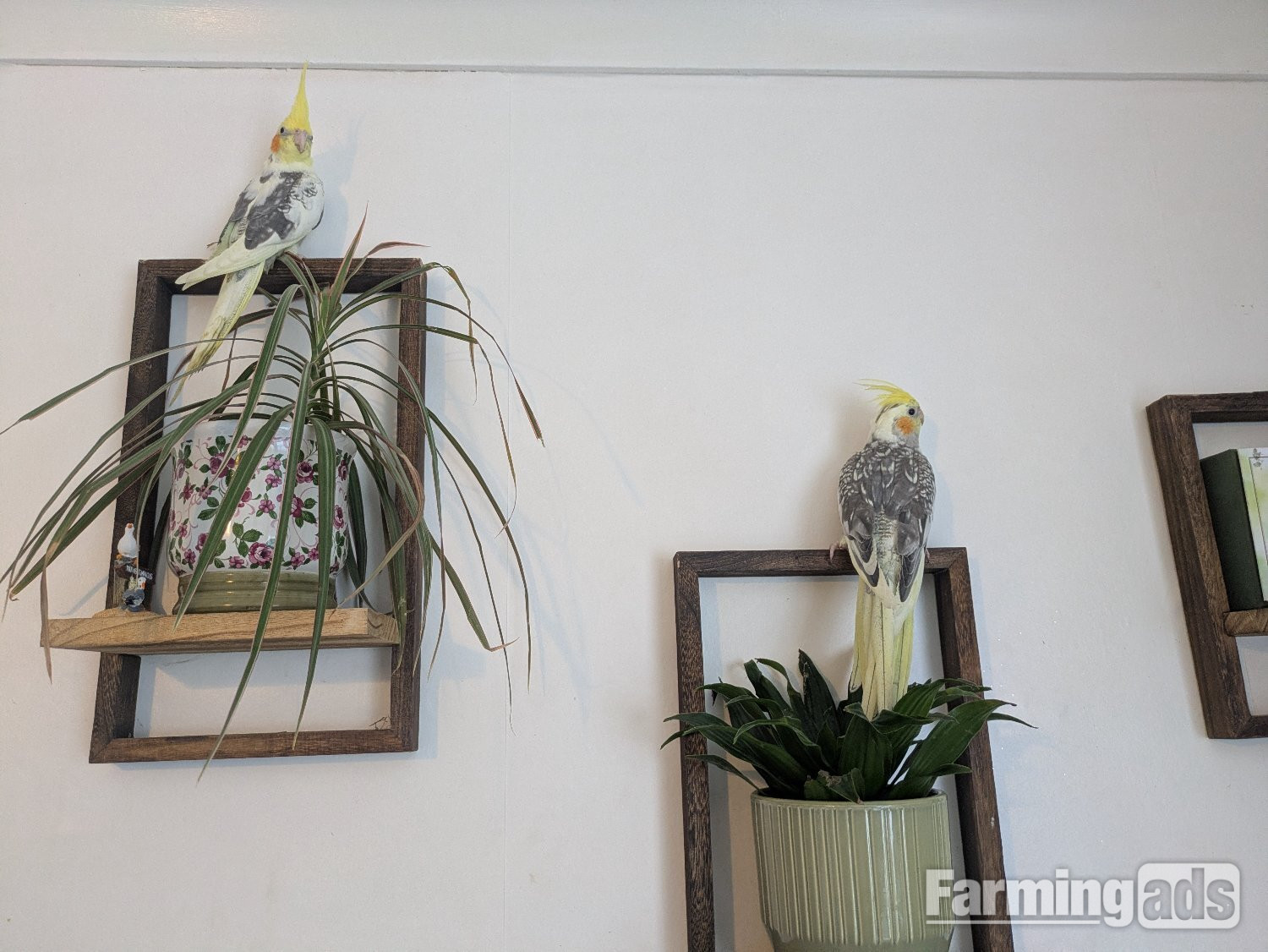 Hand reared friendly cockatiels 4 months old - {CATEGORY}