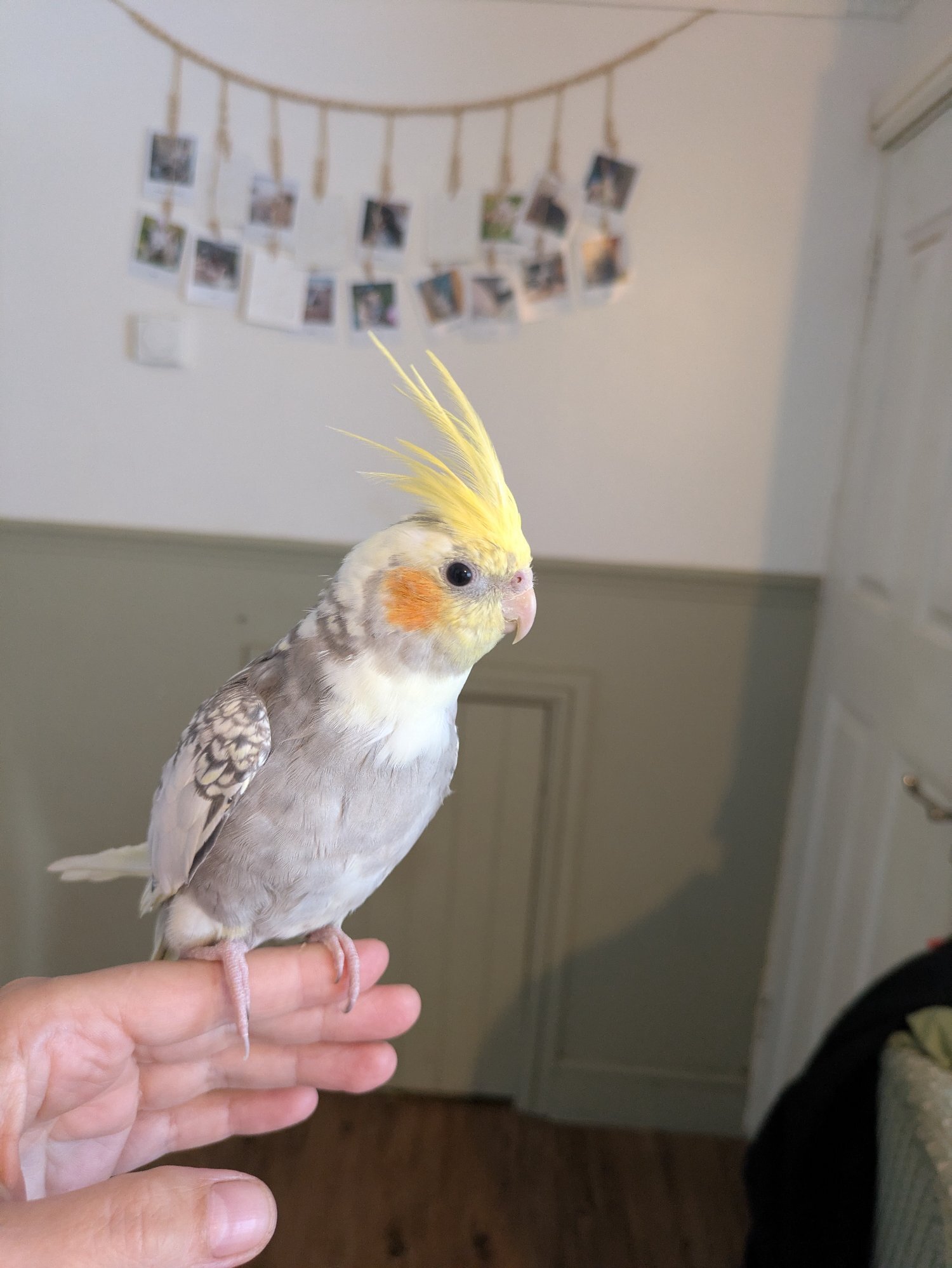 Hand reared friendly cockatiels 4 months old