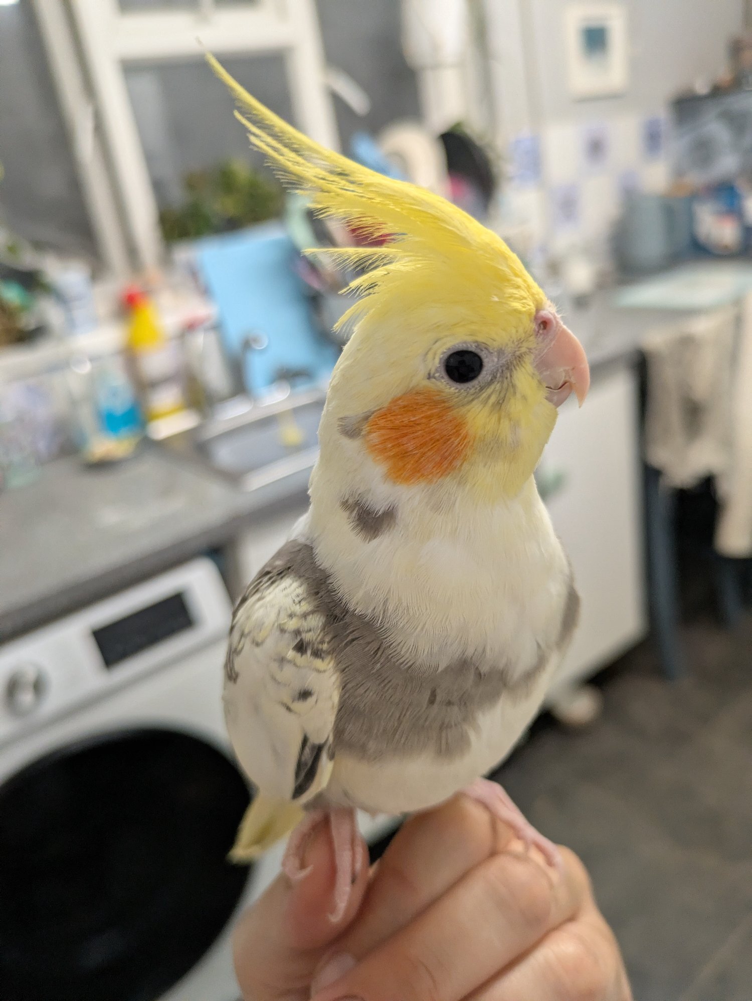  Hand reared friendly cockatiels 4 months old