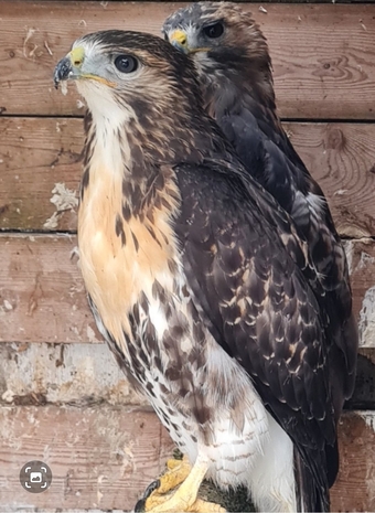 Breeding Pair Redtails