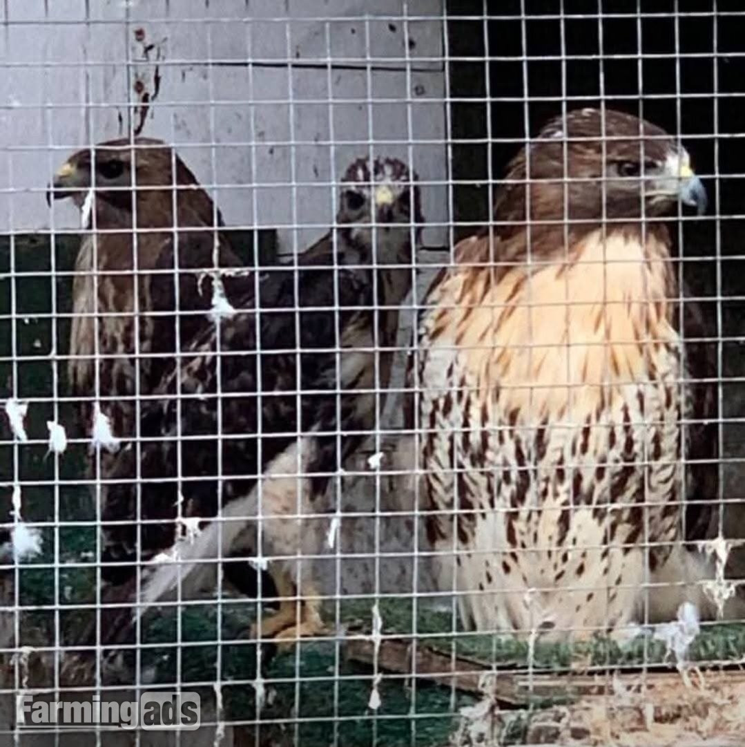 Breeding Pair Redtails