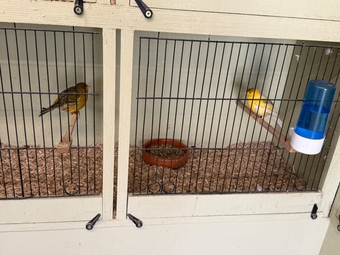Breeding pair Fife canary