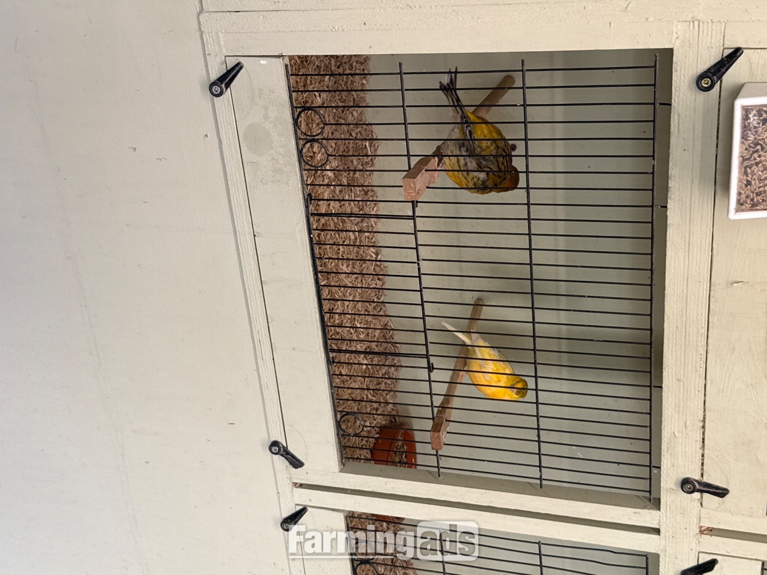 Breeding pair Fife canary