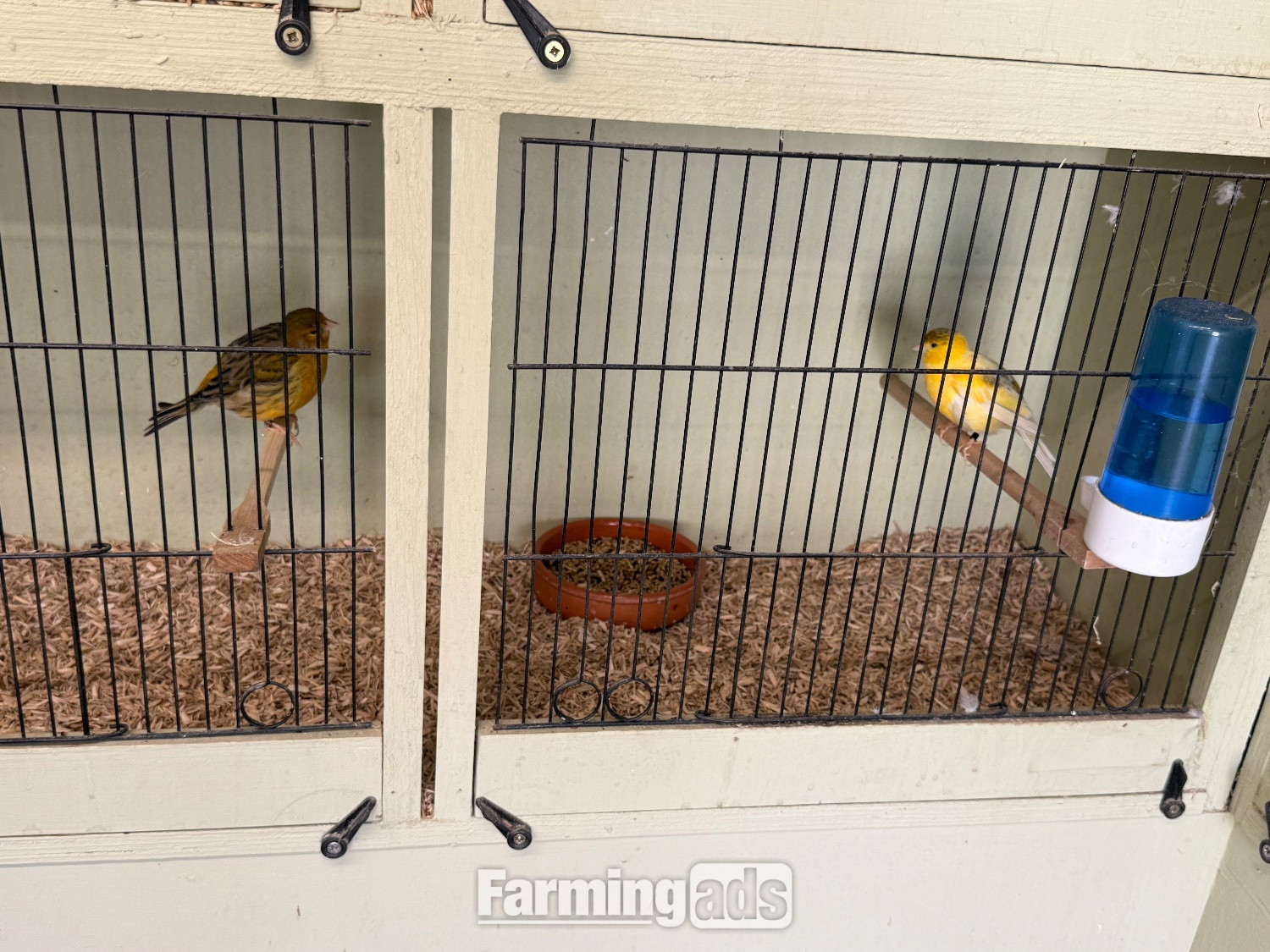 Breeding pair Fife canary