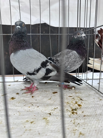 Pigeons bazaar marked