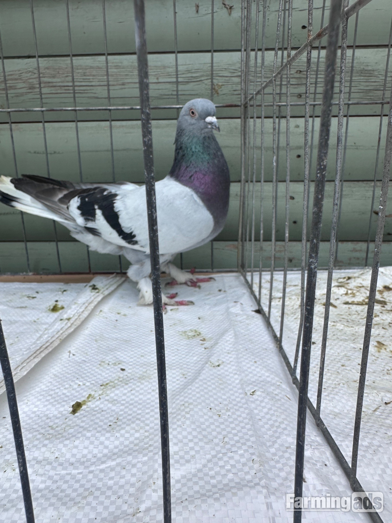 Pigeons bazaar marked - {CATEGORY}