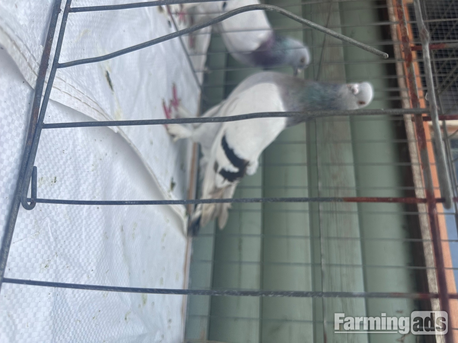 Pigeons bazaar marked 