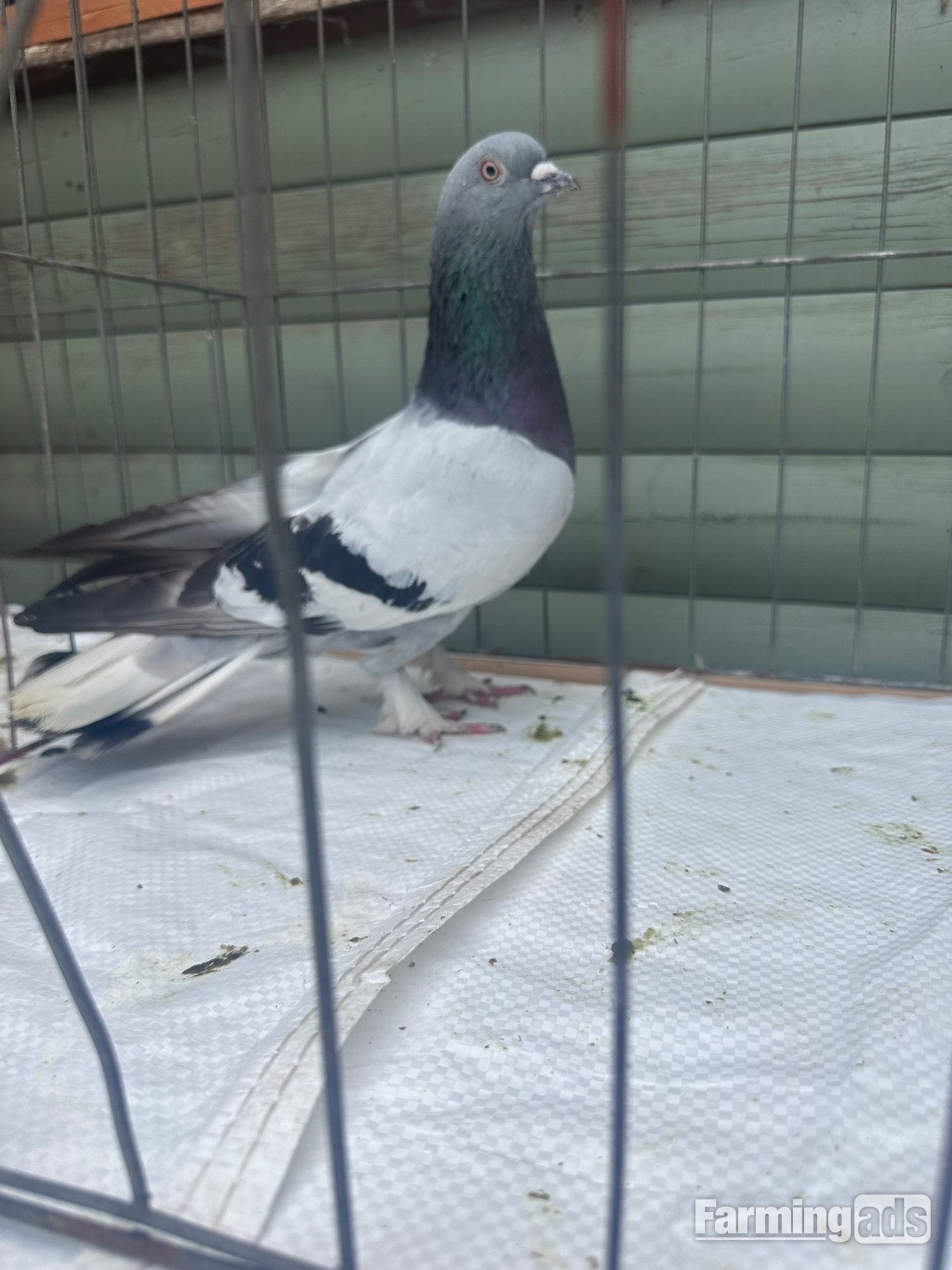 Pigeons bazaar marked - {CATEGORY}