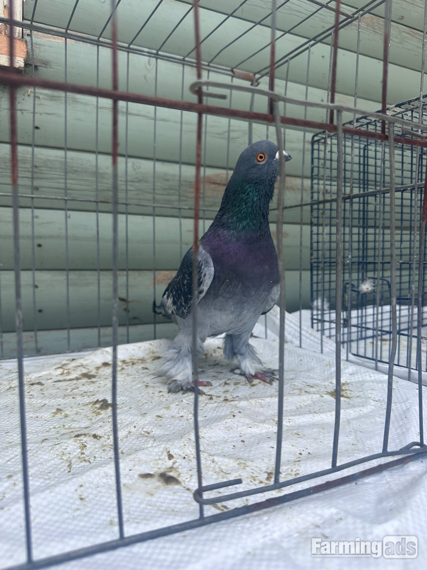 {CATEGORY} - Pigeons bazaar marked