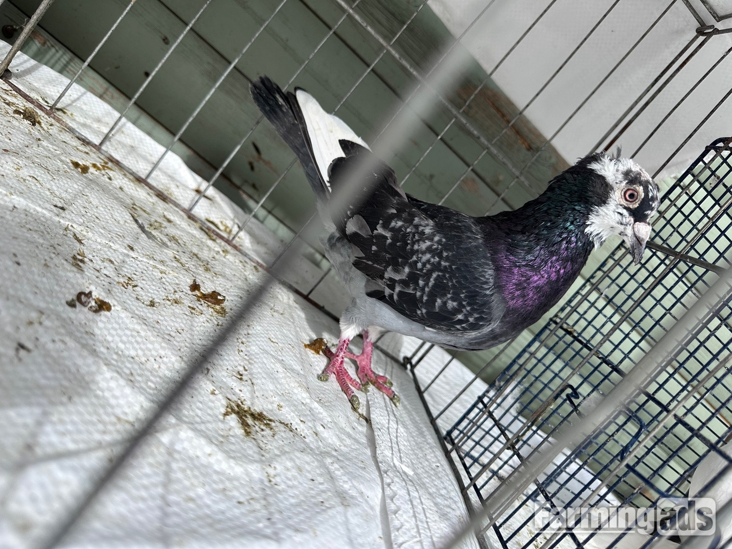 Pigeons bazaar marked