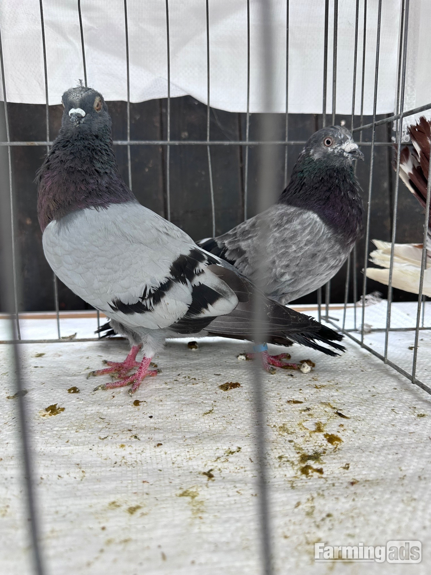 Pigeons bazaar marked