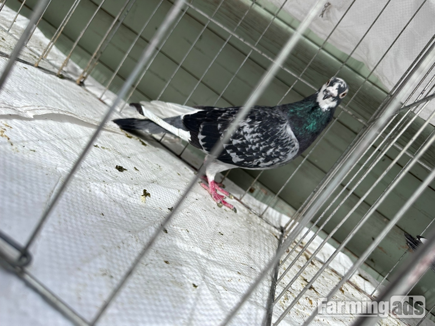  Pigeons bazaar marked