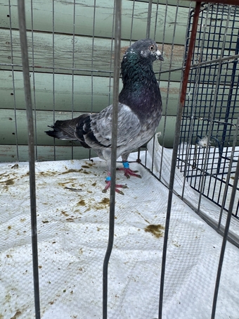 Pigeons bazaar marked