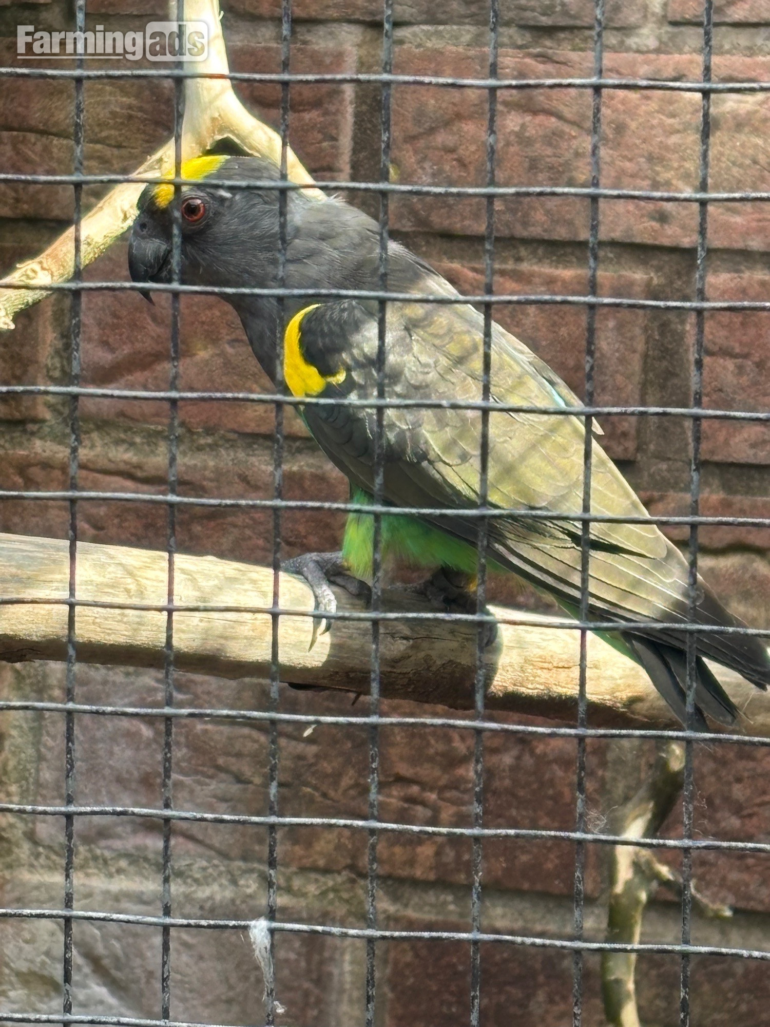 Cock Mayers parrot 