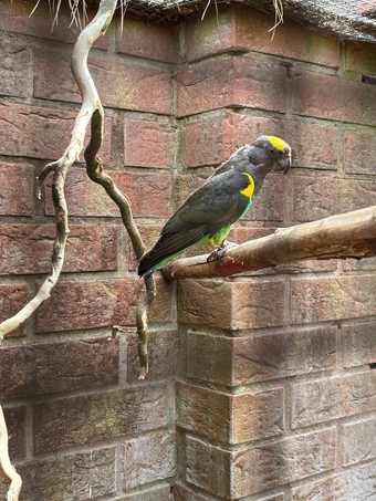 Cock Mayers parrot 