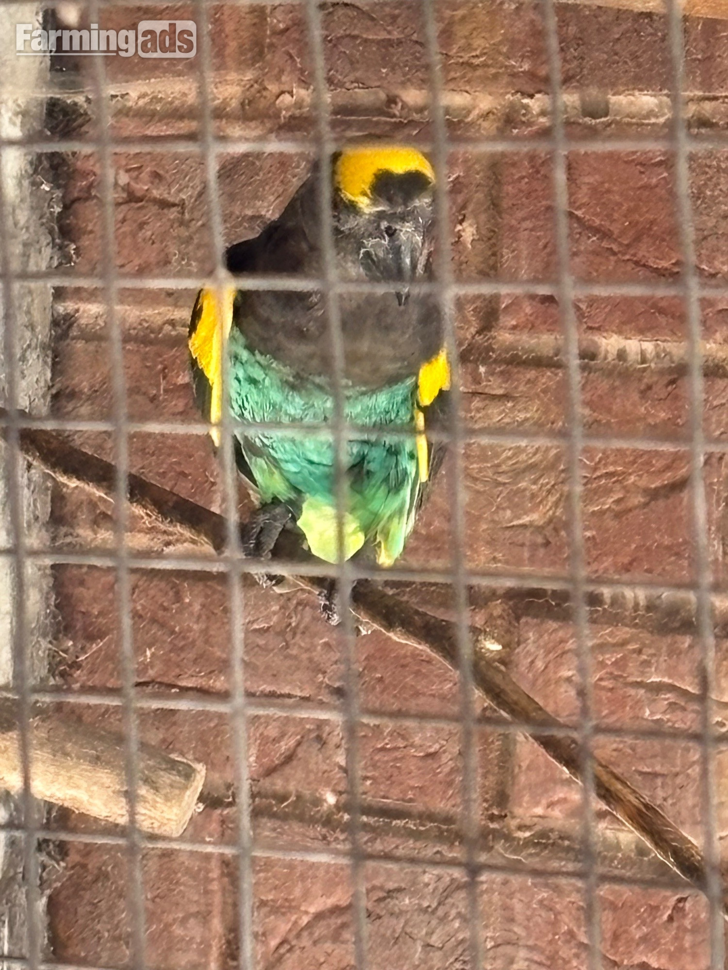 Cock Mayers parrot 