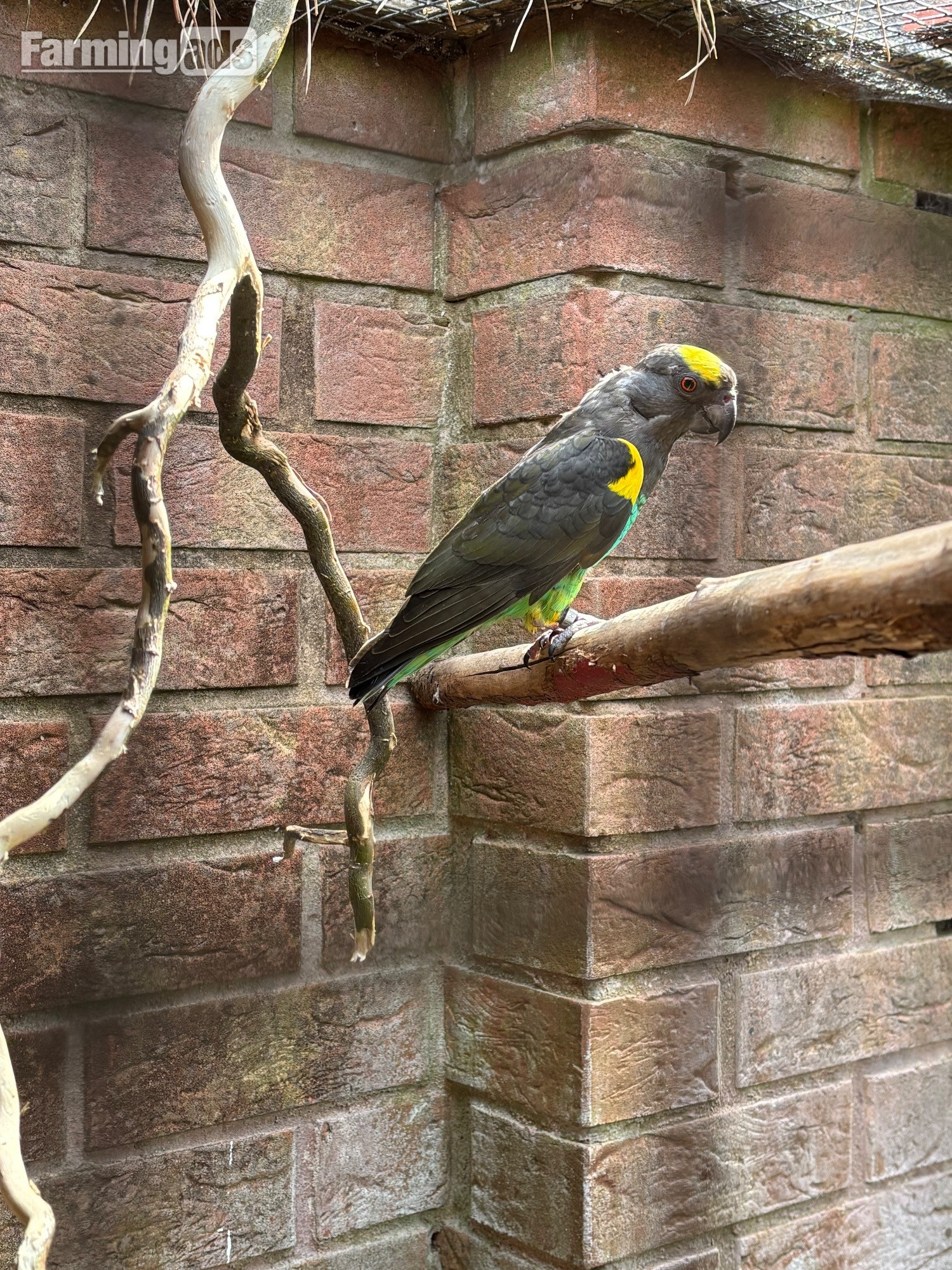  Cock Mayers parrot 