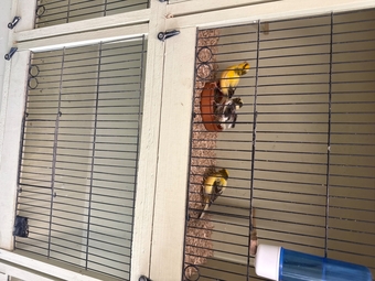 Breeding pair with baby 