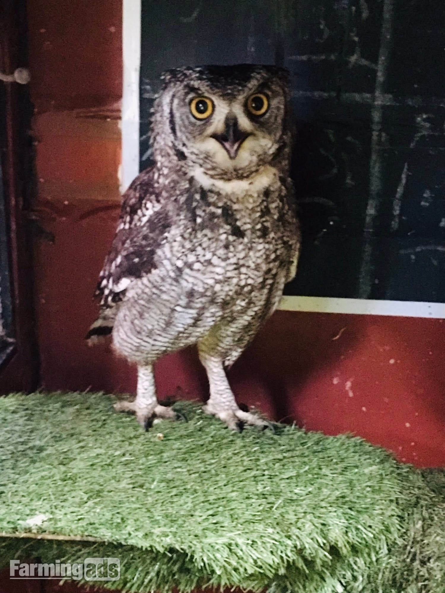 African Spotted Eagle Owl - Unrelated Pair