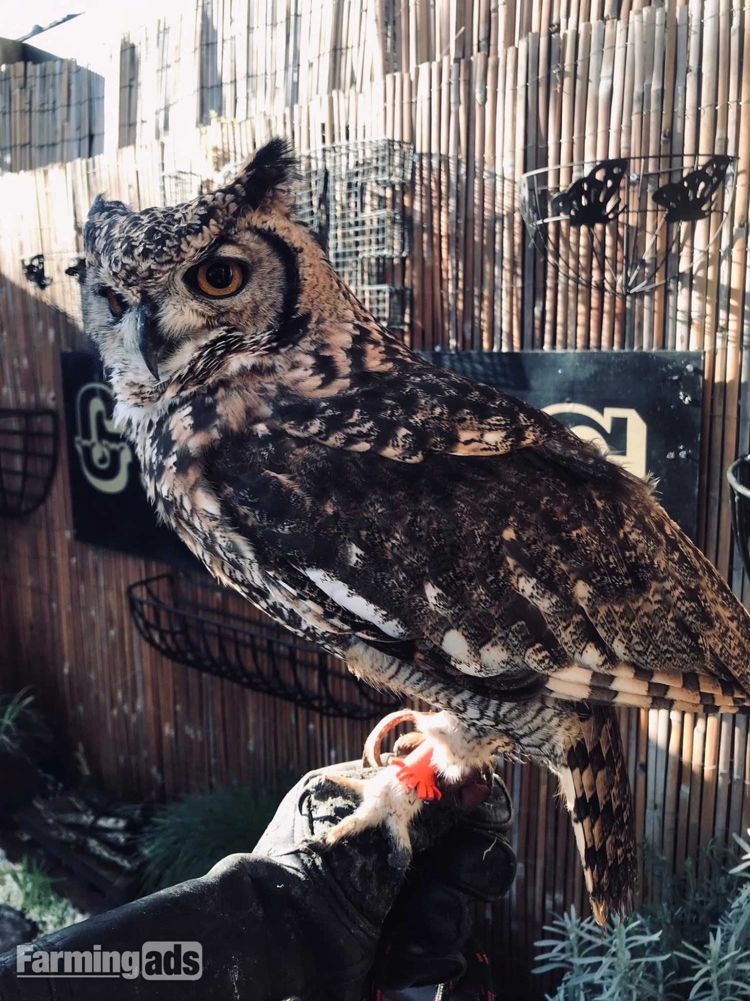 African Spotted Eagle Owl - Unrelated Pair 