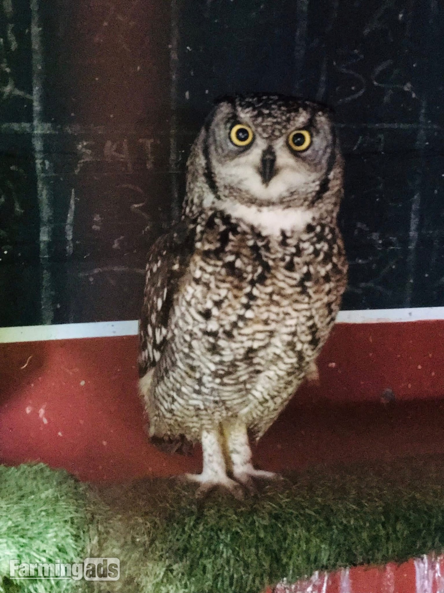African Spotted Eagle Owl - Unrelated Pair - {CATEGORY}