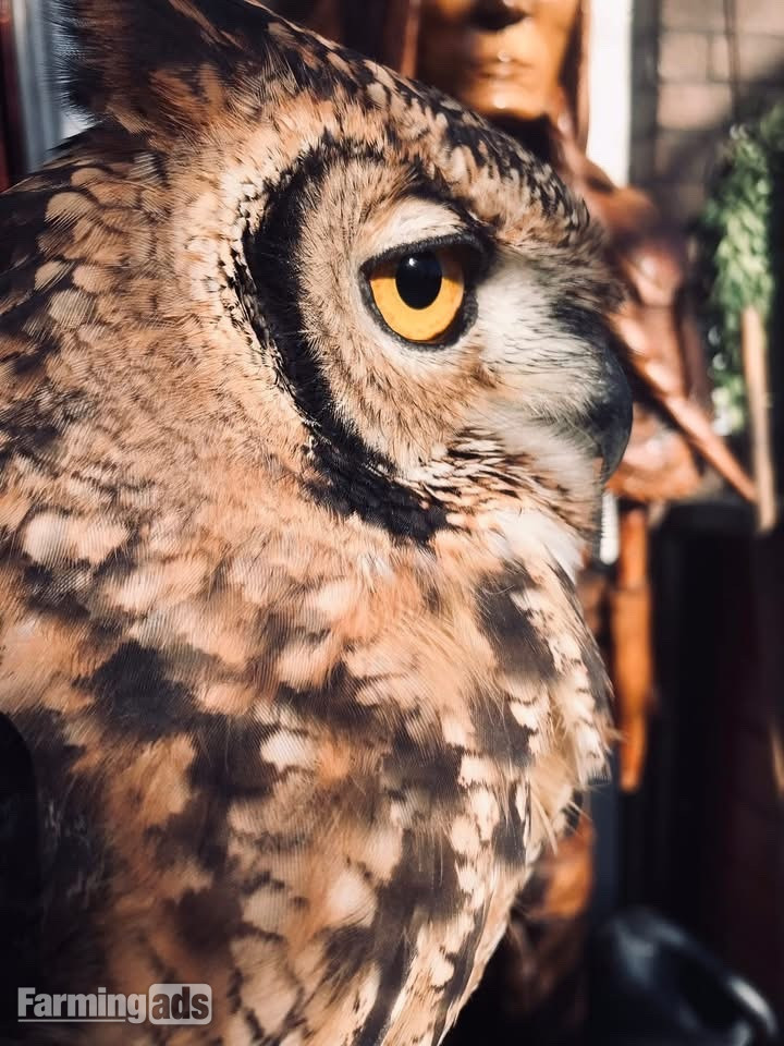  African Spotted Eagle Owl - Unrelated Pair