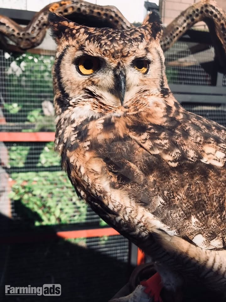 African Spotted Eagle Owl - Unrelated Pair - {CATEGORY}