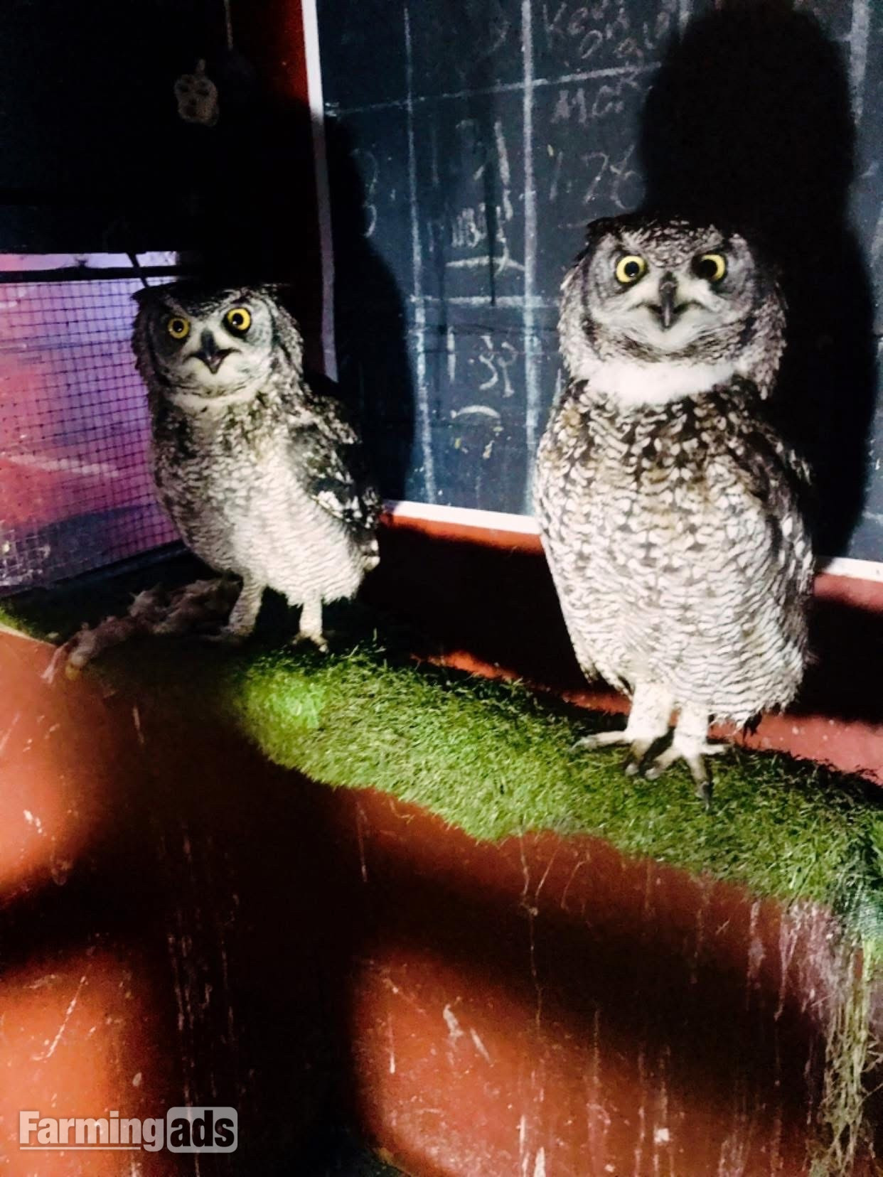 African Spotted Eagle Owl - Unrelated Pair