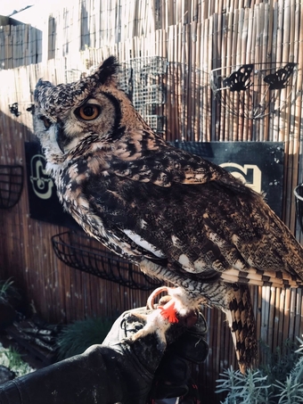 African Spotted Eagle Owl - Unrelated Pair