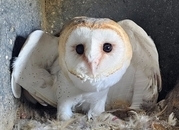 Hand reared barn owl
