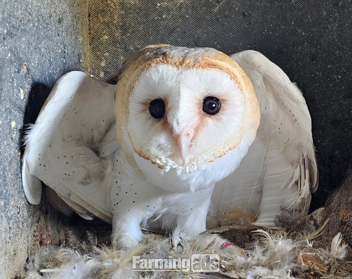 Hand reared barn owl