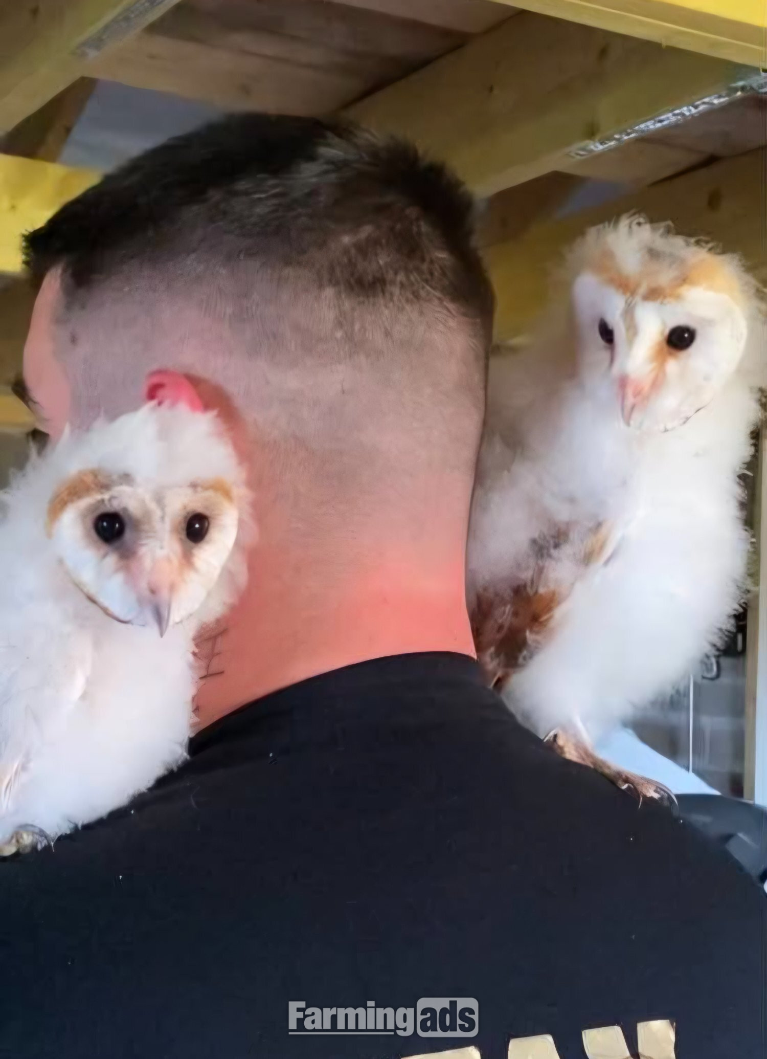 Hand reared barn owl