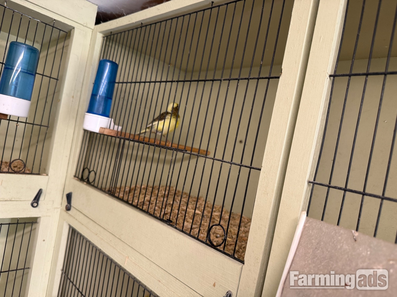 Fife canary babies x5 