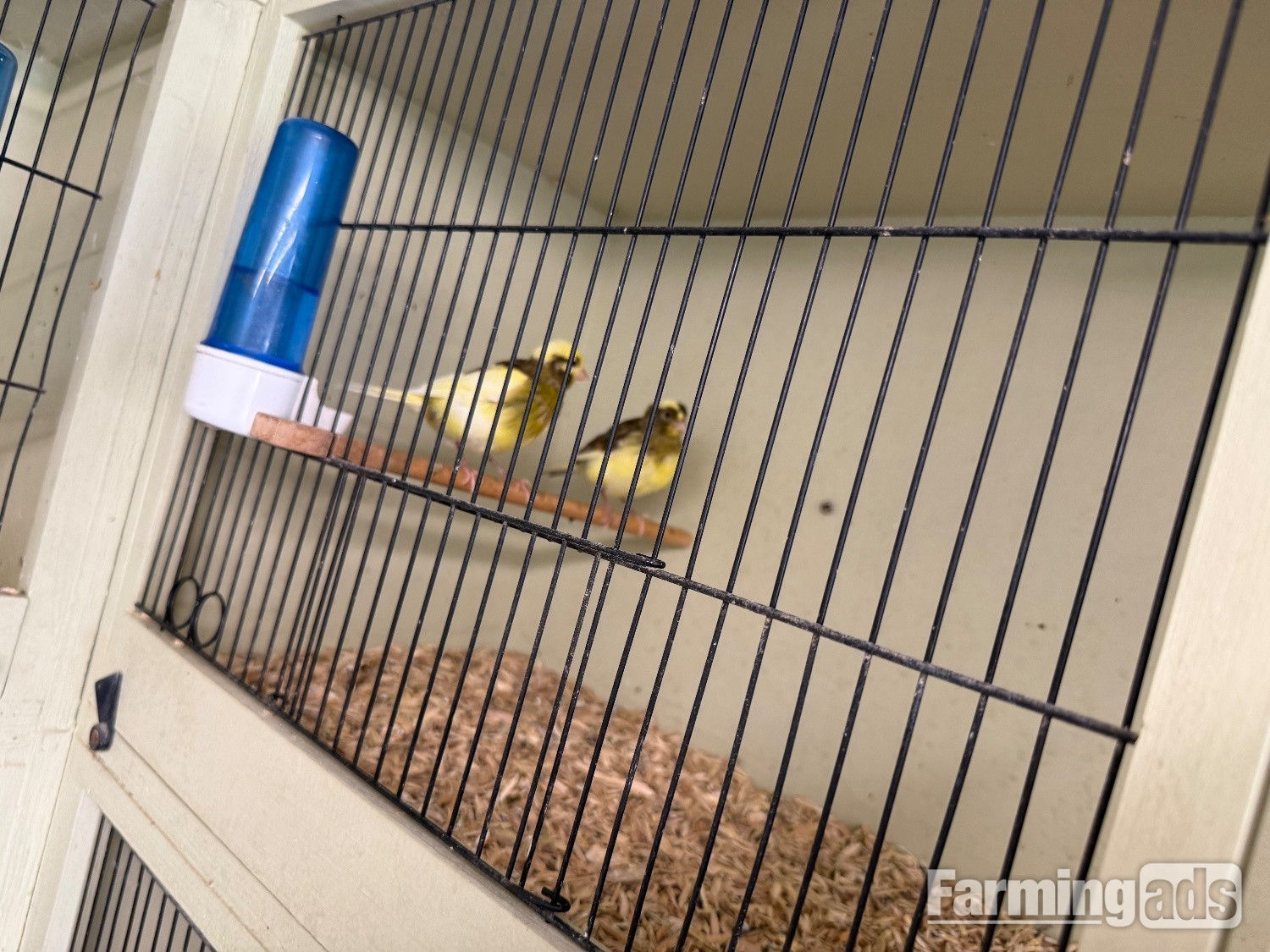 Fife canary babies x5 
