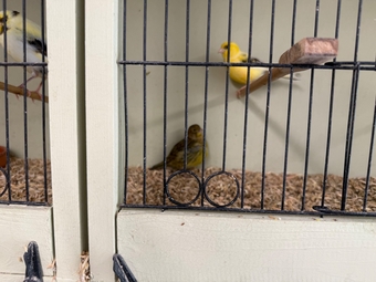 Fife canary babies x5 