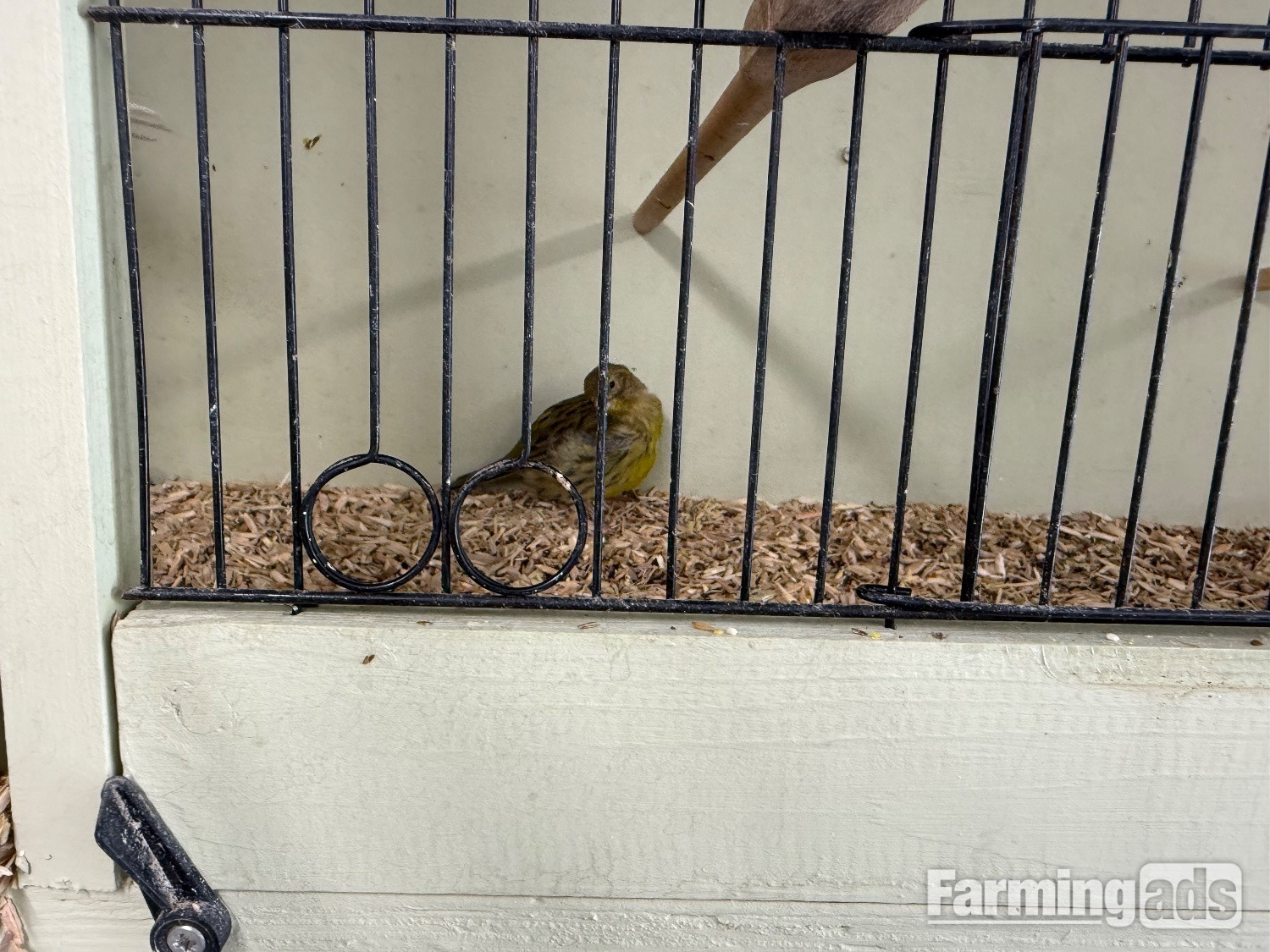  Fife canary babies x5 