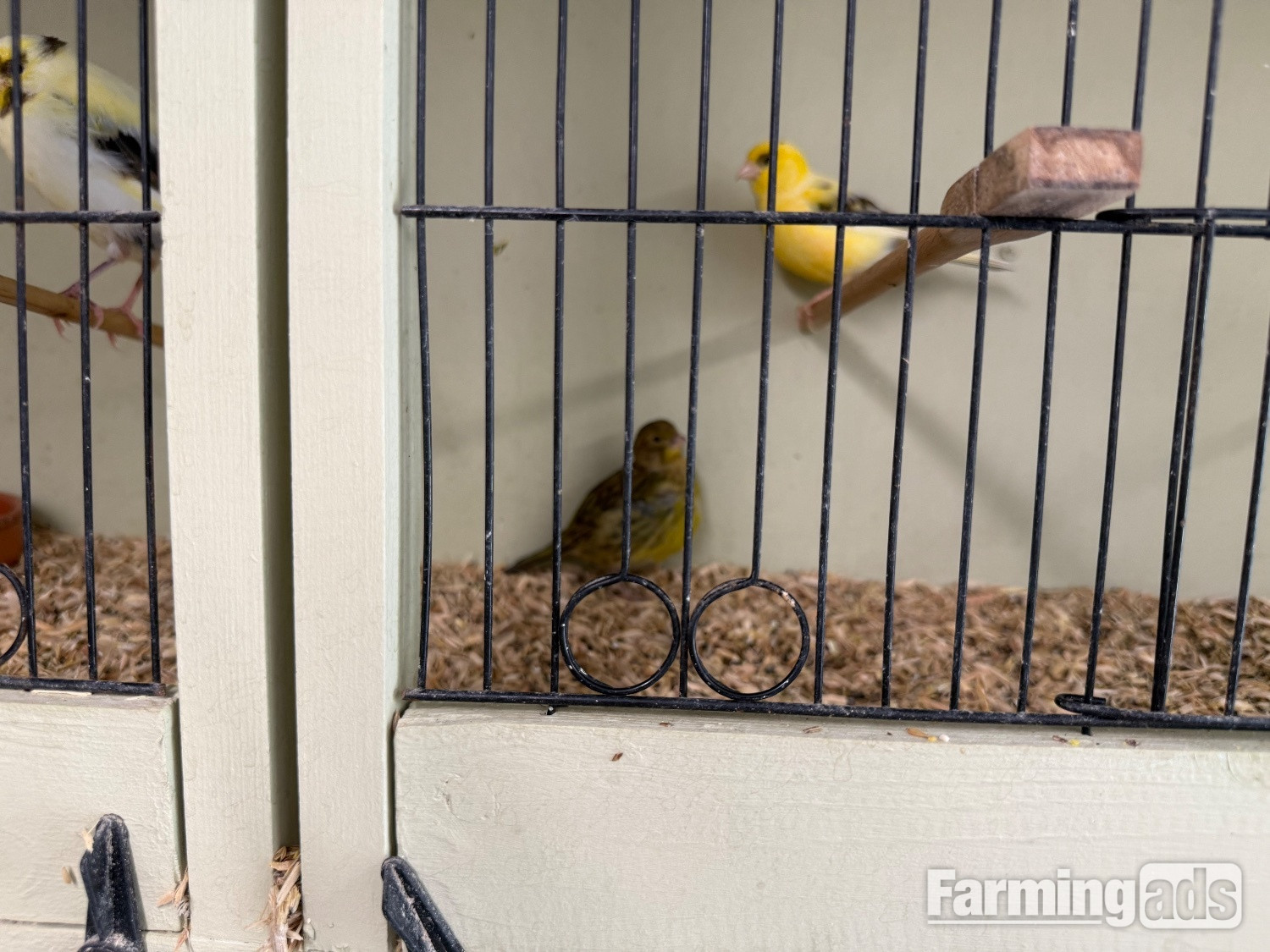 Fife canary babies x5  - {CATEGORY}